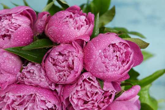 Flowers pink peonies in drops of moisture. Close-up.
