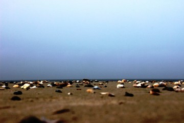 Fototapeta na wymiar muscheln am strand