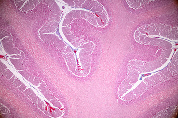Cross section of the Cerebellum and Nerve human under the microscope for education in Lab.