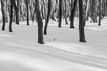 Black and white Winter forest