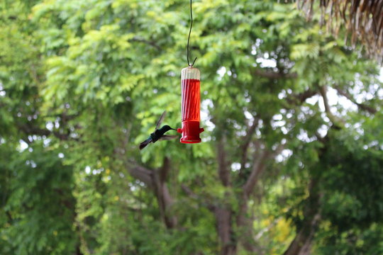 Aves