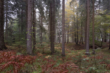 Wald im Herbst