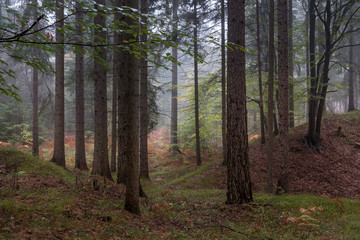 Wald im Herbst