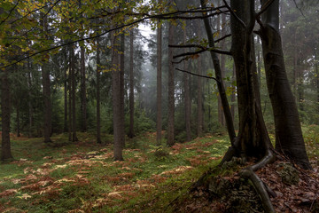 Wald im Herbst