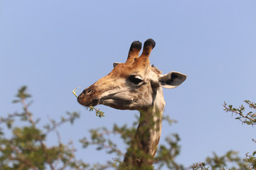 Close-up of Giraffe eating leaves off an Acacia tree