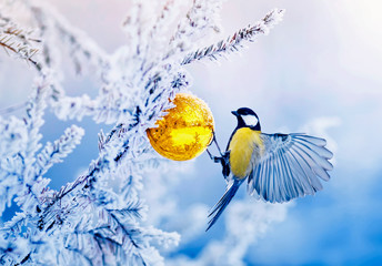 holiday card with bird tit flutters in the winter Park on the Christmas tree in the snow and holds...
