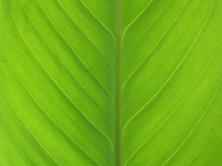 Green Fresh Leaf