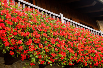 Red geraniums in bloom