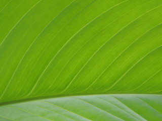 Green Fresh Leaf