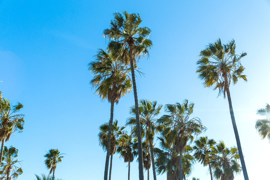 nature and summer holidays concept - palm trees over blue sky at venice beach, california