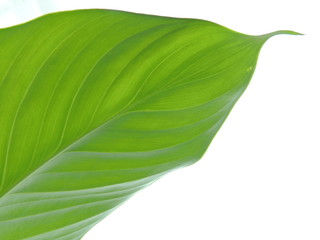 Green Fresh Leaf