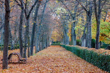 AUTUMN, AVENUE OF PARK THAT HE INVITES TO THE WALK