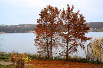 larch trees (Larix) at a lake getting red orange needles in autumn and beginning winter, copy space