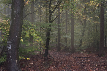 Wald im Herbst
