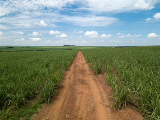 Aerial sugarcane field in Brazil.