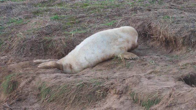 Grey Seal Pup on Beach. At Donna Nook, Lincolnshire.