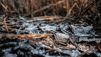 frozen leaves
