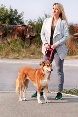 Woman in walk with his Shetland sheepdog dog on leash. Dog walker standing, posing in front of camera. Portrait of owner and Rough collie beautiful dog enjoys, resting, having fun together on street.