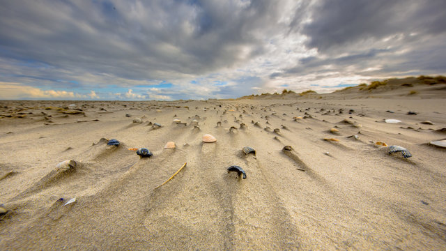 Cerastoderma shells on wind swept beach