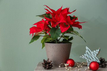 Christmas flower poinsettia on wooden table near color wall