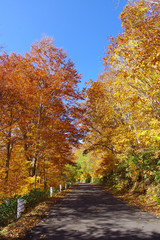 奥志賀高原の紅葉