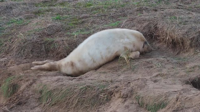 Grey Seal Pup on Beach. At Donna Nook, Lincolnshire.