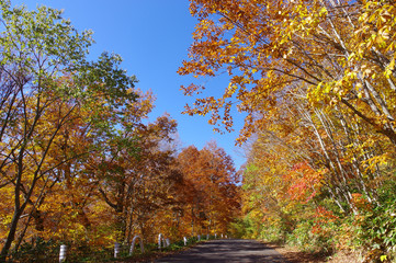 奥志賀高原の紅葉