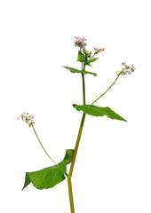 Buchweizen (Fagopyrum esculentum)