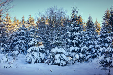 Winter landscape with snow covered fir trees.