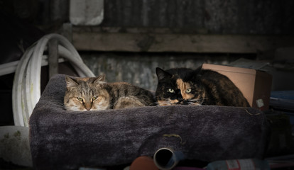 Two farm cats resting in a box with blanket in a barn © Barry