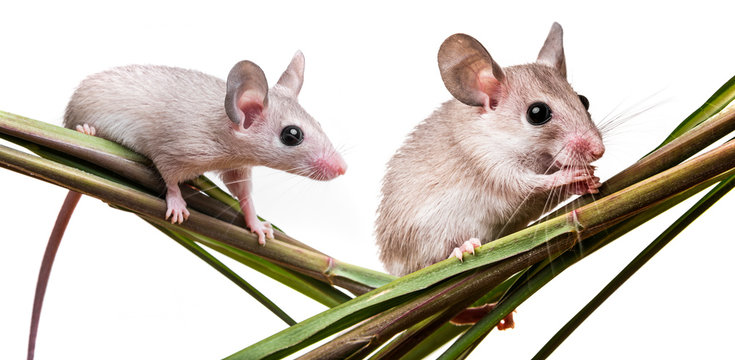 little mice on a white background (acomys cahirinus)