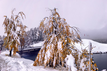 Scenic autumn view with the first snow, trees and forest in the snow and hoarfrost