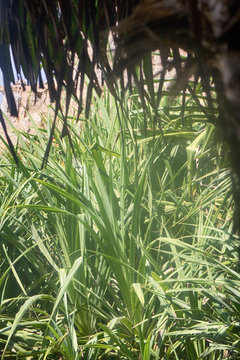 In undergrowth of wild aloe.