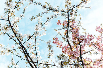 Weiße und rosa Kirschblüte an einem Ast vor blauem Himmel.