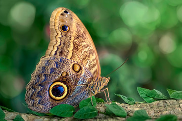 Beautiful butterfly sitting on flower in a summer garden