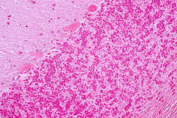 Cross section of the Cerebellum and Nerve human under the microscope for education in Lab.