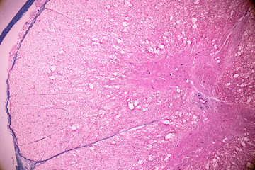 Cross section of the Cerebellum and Nerve human under the microscope for education in Lab.