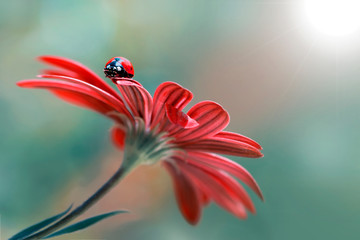 Fototapeta 500px Photo ID: 178500237  Beautiful ladybug on leaf defocused background obraz