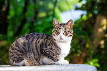 Fototapeta premium ładny kot relaksujący na drewnianym stole w ogrodzie