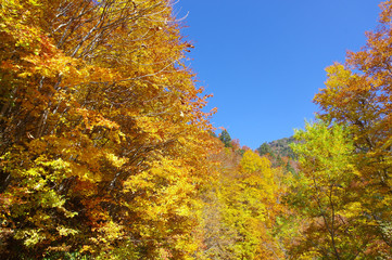 奥志賀高原の紅葉