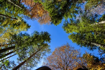 Bottom view. Crowns of forest trees in autumn