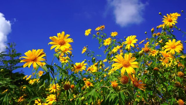 Tung Bua Tong or Mexican sunflower field at Mae Hong Son Province in Thailand.