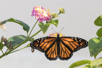 Monarchfalter