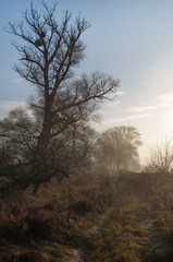 Naked trees and rural road in early frosty morning. Autumn fog at misty meadow near the river