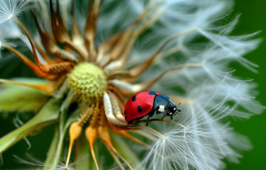 Beautiful  Ladybug  sitting on flower in a summer garden