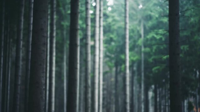 Autumn walk through the forest. Pine trees passing by 