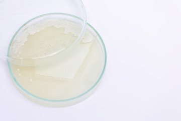 Yeast in petri dish, Microbiology for education in laboratories.