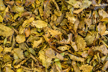 Yellow dry fallen leaves of oak for background