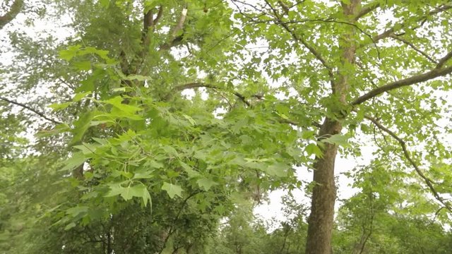 Big maple in the park, green big maple, Maple leaves sway in the wind