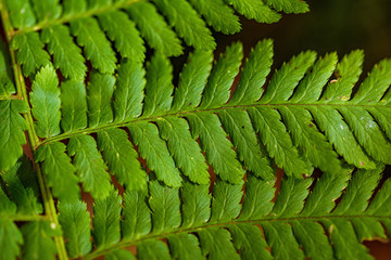 Close up image of green fern groeing in forest